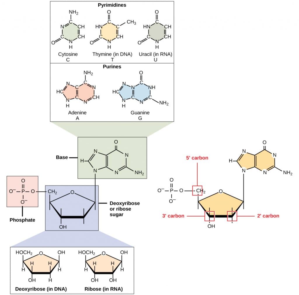 Dna Ribose DNA structure and properties | Molecular Biology Class Notes | Fiveable