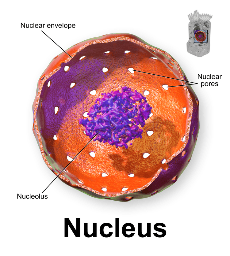 Nucleus Structure Function Eukaryotic Cell Organelles and Their Functions | Honors... | Fiveable