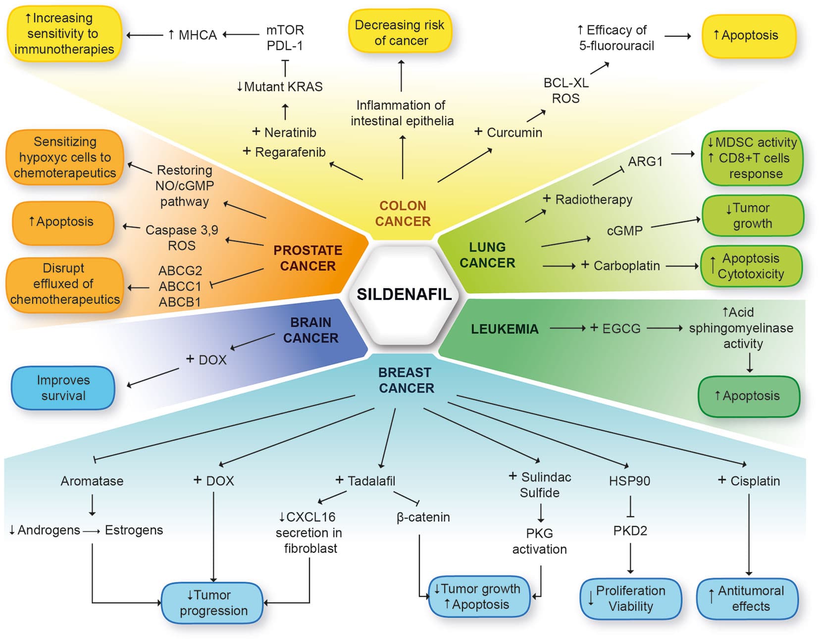 Pde5 Inhibitors Examples Phosphodiesterase 5 Inhibitors | Pharmacology for Nurses Class Notes ...