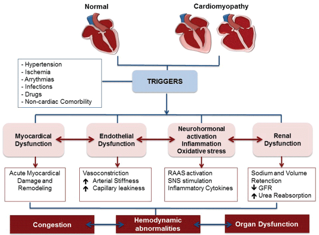 Heart Failure and Valvular Disorders | Pathophysiological Concepts in ...