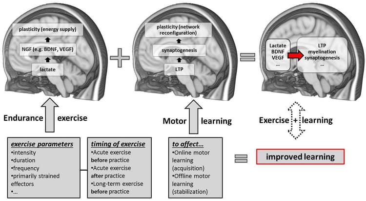 Transference Exercise Types of Transfer (Positive, Negative, and Bilateral) |... | Fiveable