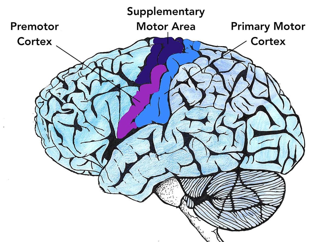 Cortex Bitkiler Motor cortex and corticospinal tract | Neuroscience Class Notes | Fiveable