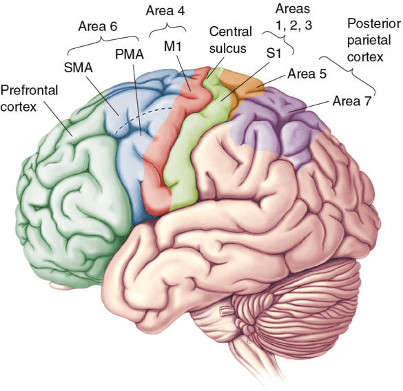 Motor cortex and corticospinal tract | Neuroscience Class Notes