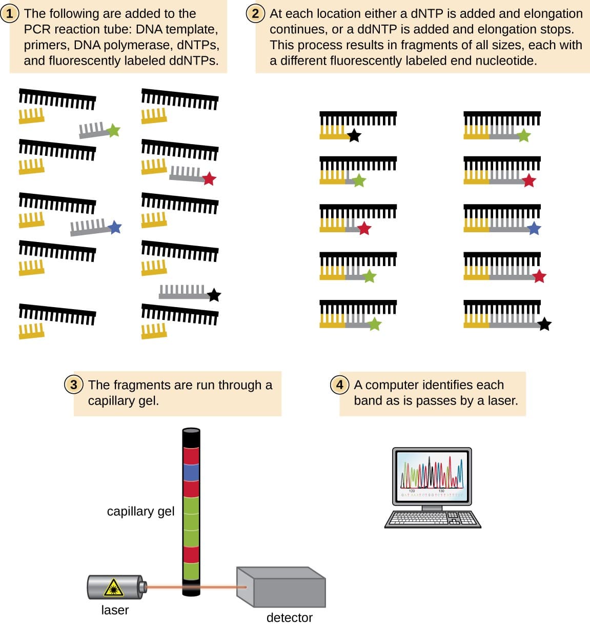 Forensic Genetics and DNA Profiling | General Genetics... | Fiveable