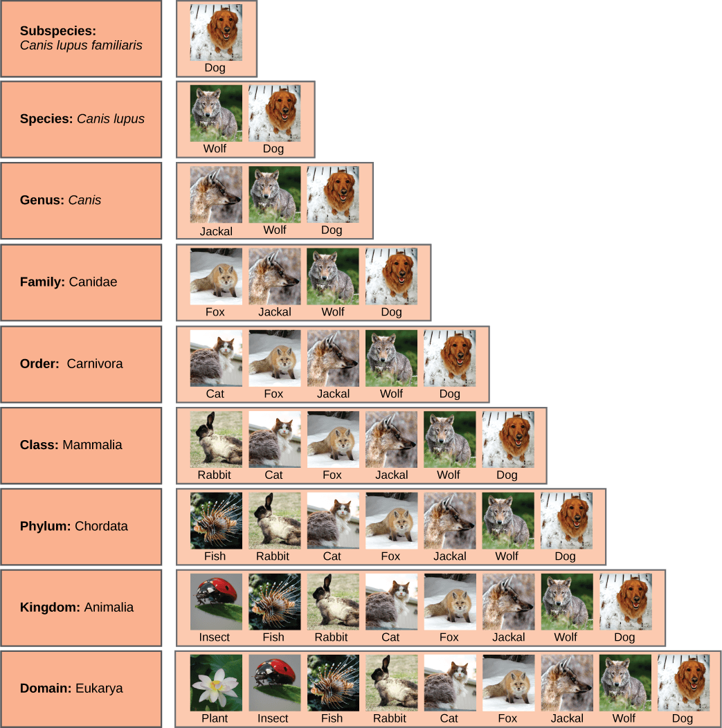 Marine Classification Pages Principles of marine taxonomy and phylogeny | Marine... | Fiveable