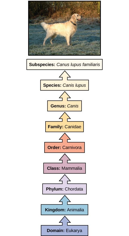 Marine Classification Pages Principles of marine taxonomy and phylogeny | Marine... | Fiveable