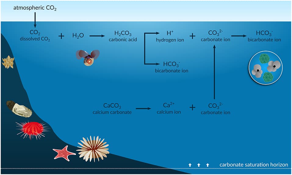 Ocean acidification and carbon cycle | Oceanography Class... | Fiveable