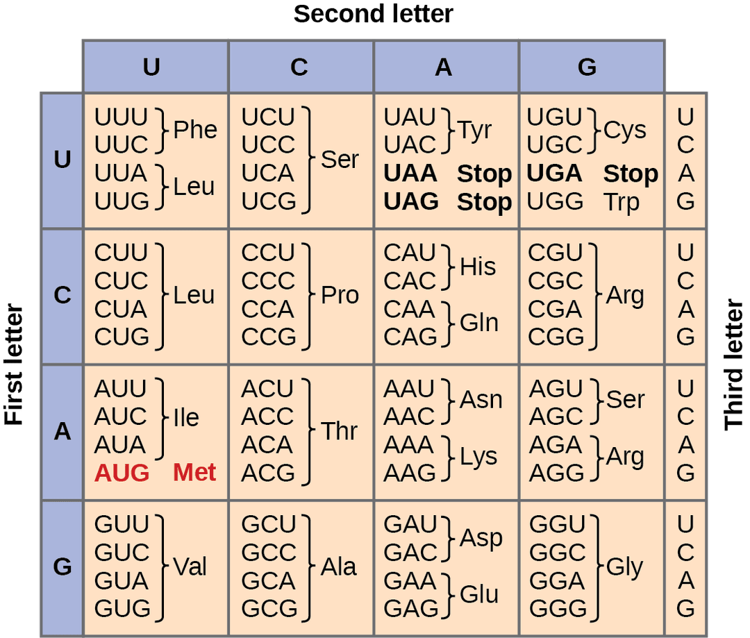 Thegenetic Codenotes Genome annotation | Bioinformatics Class Notes