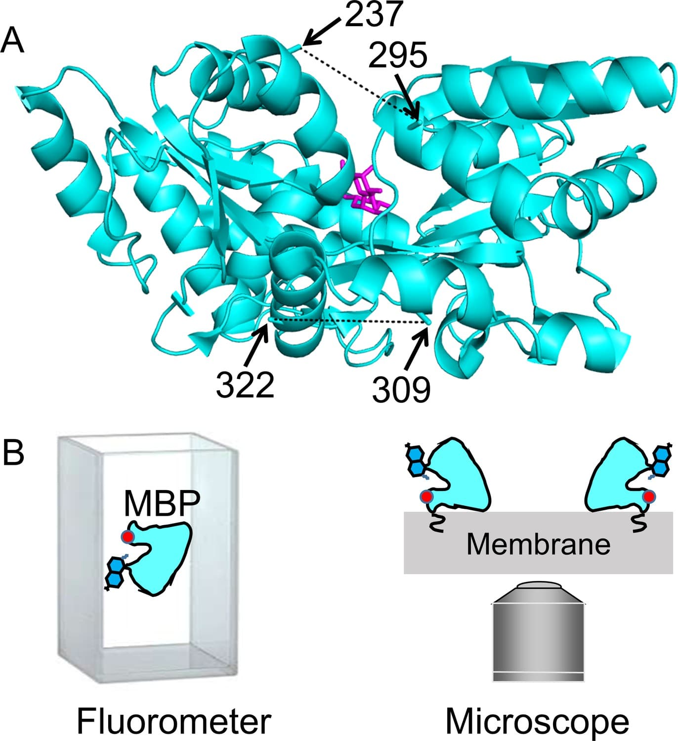 Dynamic Protein Expression Protein dynamics and conformational changes | Biological... | Fiveable