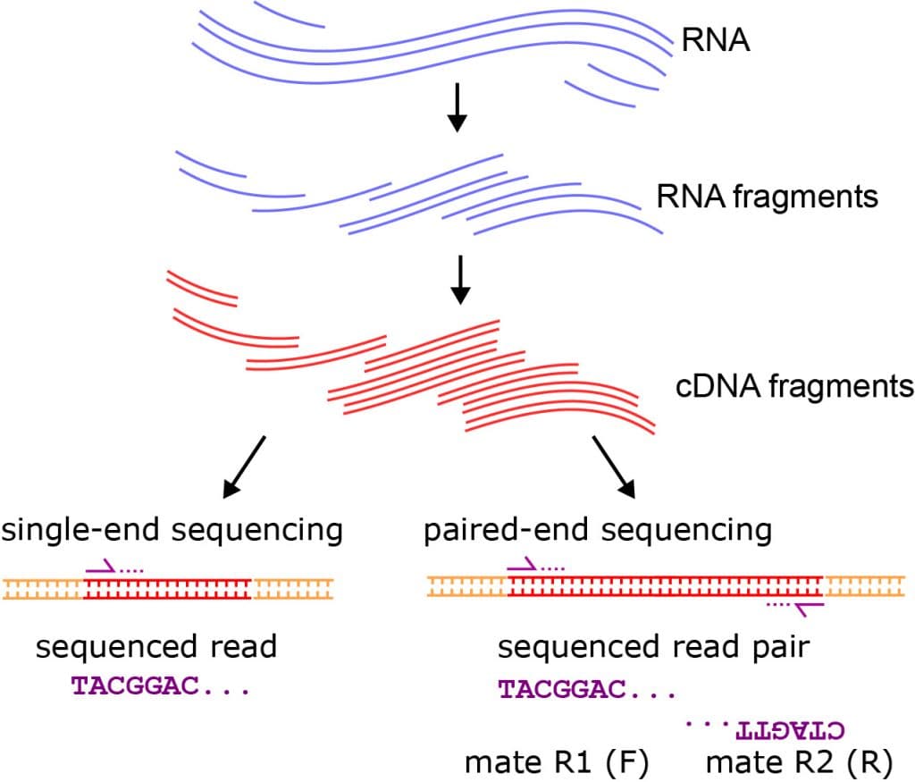 RNA-seq technology and experimental design | Genomics Class Notes