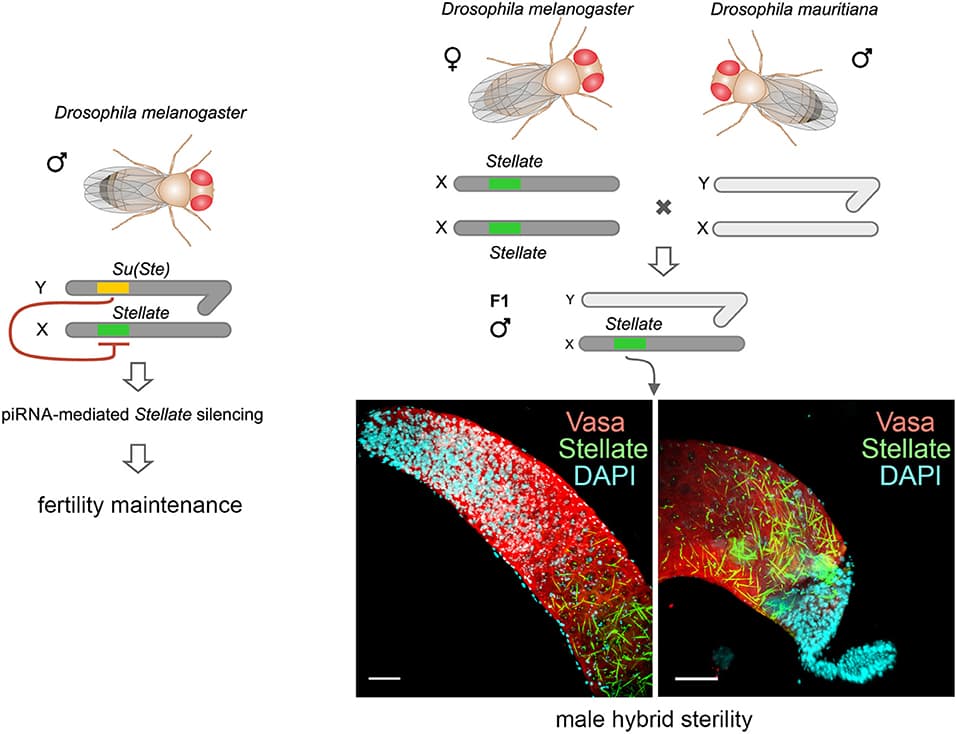Isolation Bio Reproductive isolation mechanisms | Evolutionary Biology Class Notes ...