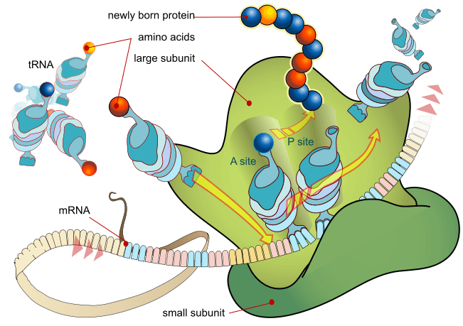 Preprotein Ribosome Ribosomes and their role in protein synthesis | Molecular Biology Class ...