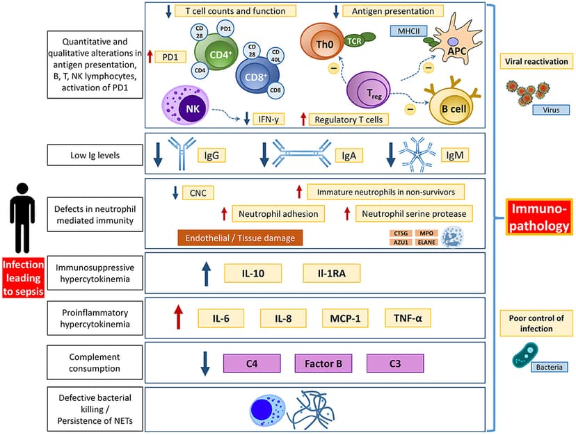 Pathophysiology Class Fundamentals of Pathophysiology | Pathophysiological Concepts in ...