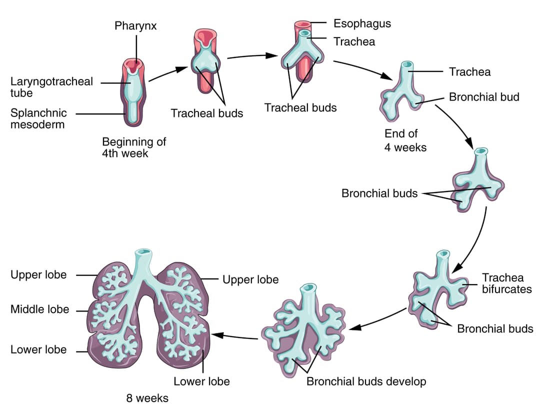 The Raj Fiveable Adjustments of the Infant at Birth and Postnatal Stages |... | Fiveable