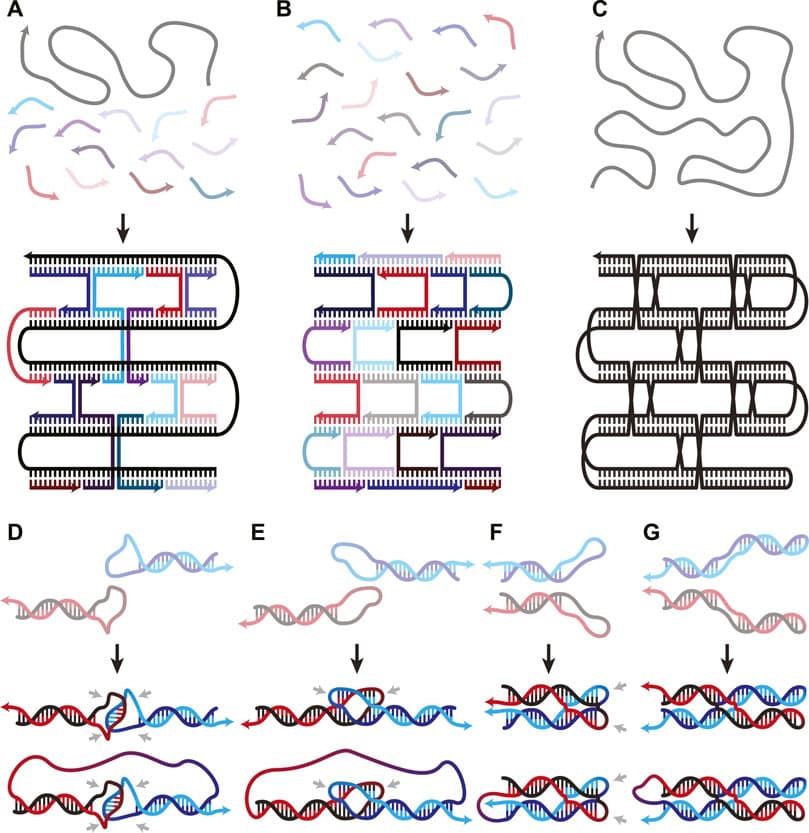 RNA Structure and Types | Biochemistry Class Notes |... | Fiveable