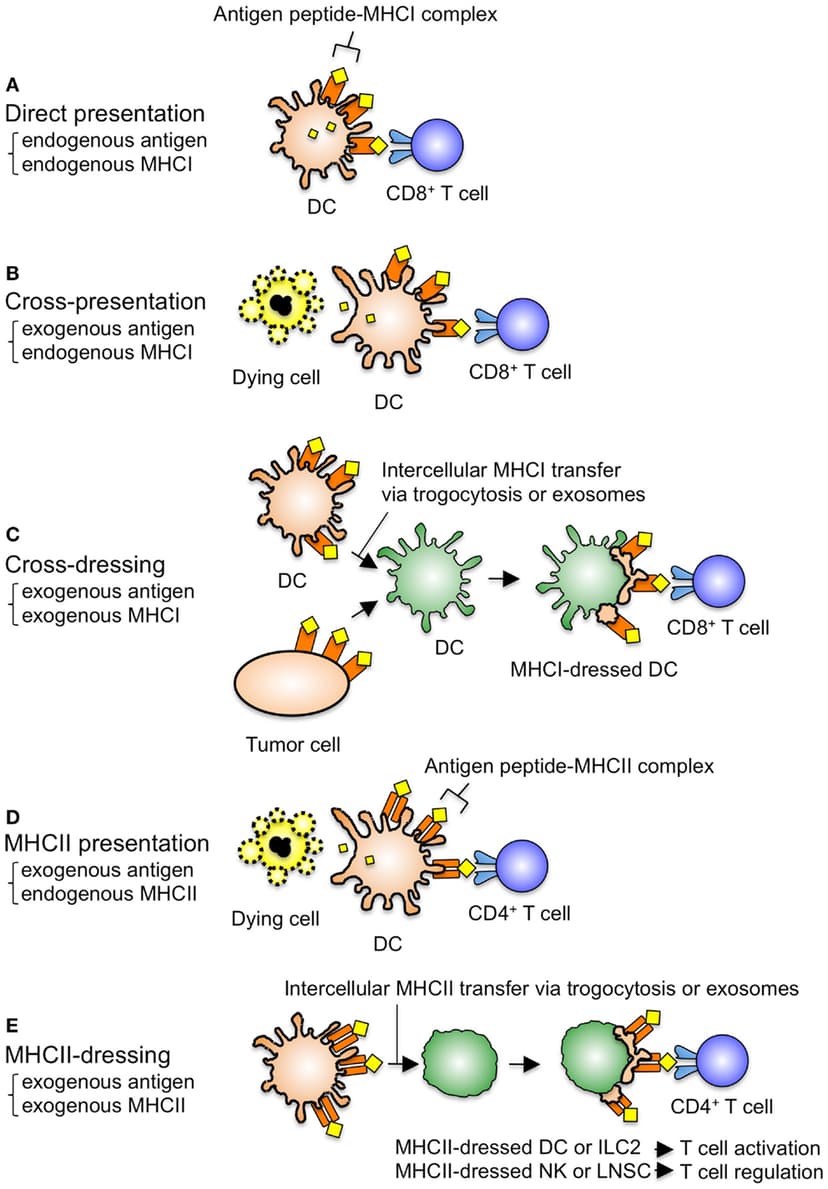 Next Step Mhc Antigen processing pathways | Immunobiology Class Notes