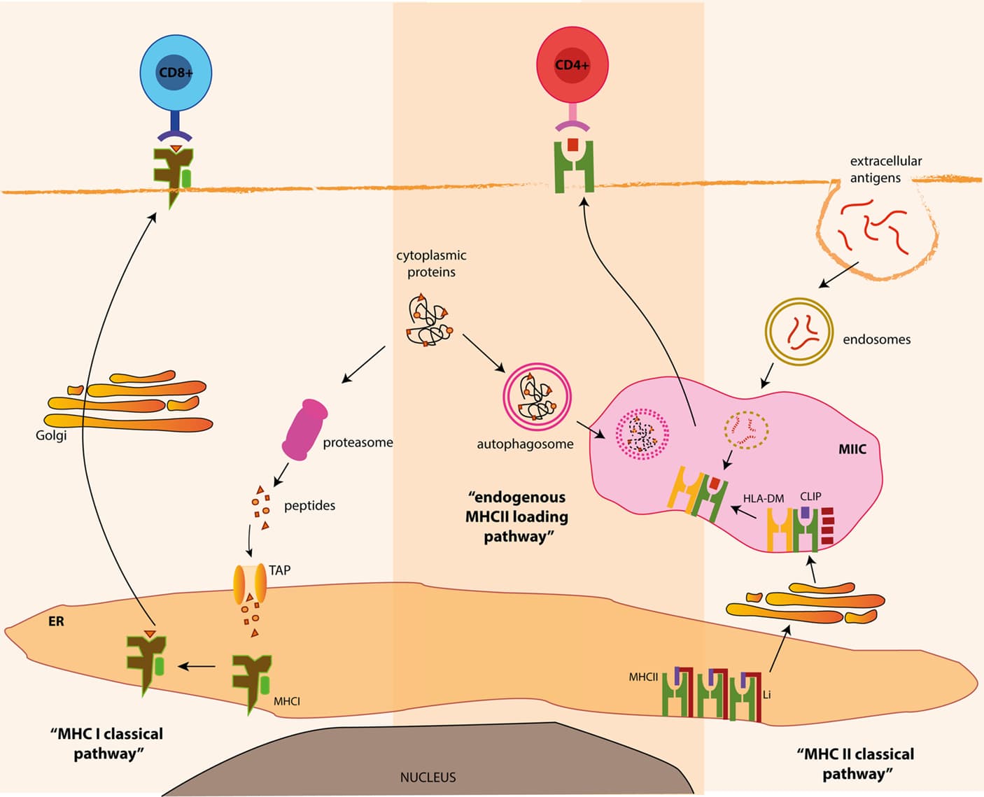 Next Step Mhc Antigen processing pathways | Immunobiology Class Notes | Fiveable
