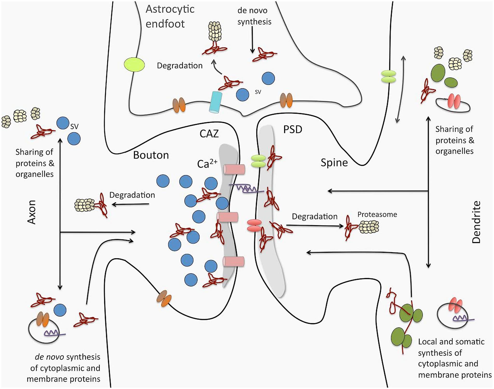 Synaptic Rothman Synaptic plasticity: LTP and LTD | Intro to Brain and Behavior Class ...