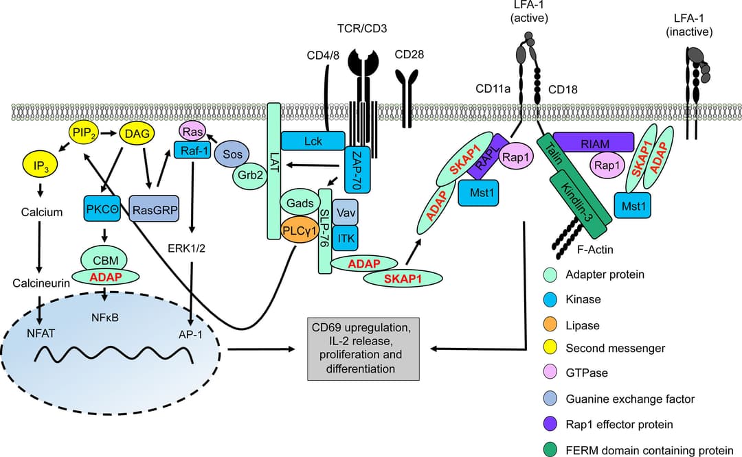 T Structure T cell receptor structure and signaling | Immunobiology... | Fiveable