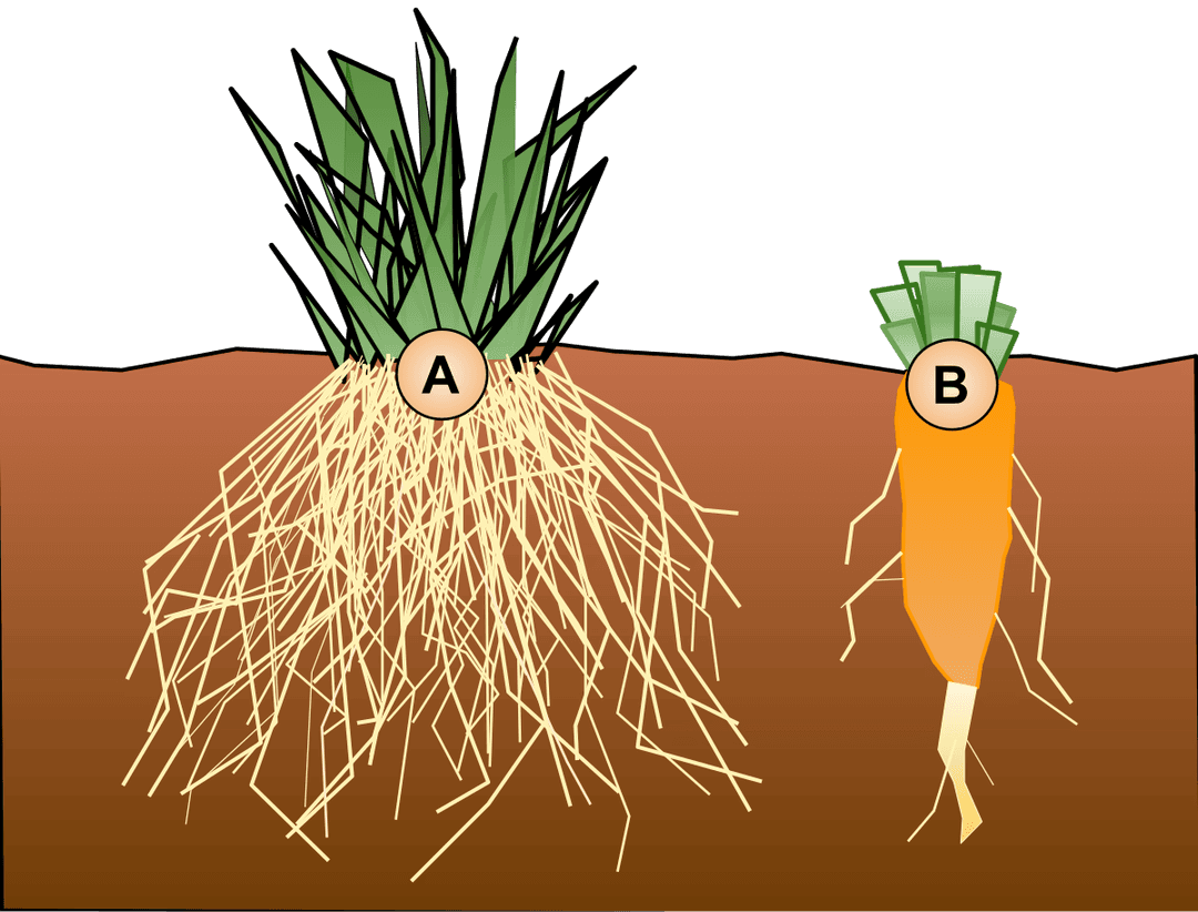 Root structure and function | Intro to Botany Class Notes... | Fiveable