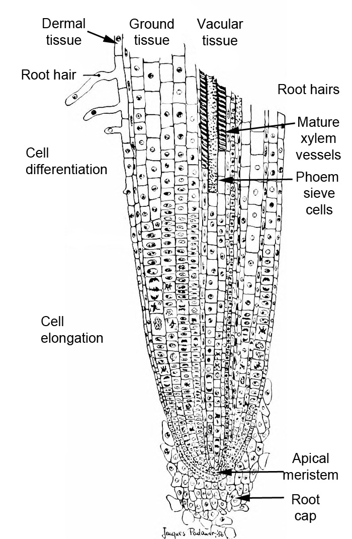 Root structure and function | Intro to Botany Class Notes... | Fiveable