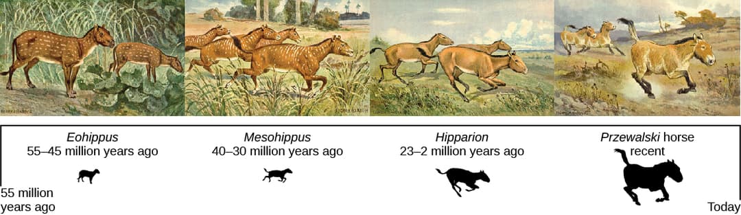 Earlier Primates Origin of and Classification of Primates | Intro to... | Fiveable