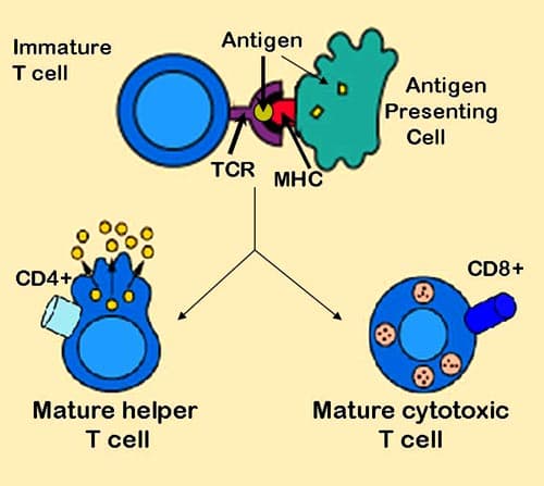 T Cell Screen Model T cell activation and differentiation | Immunobiology Class Notes ...