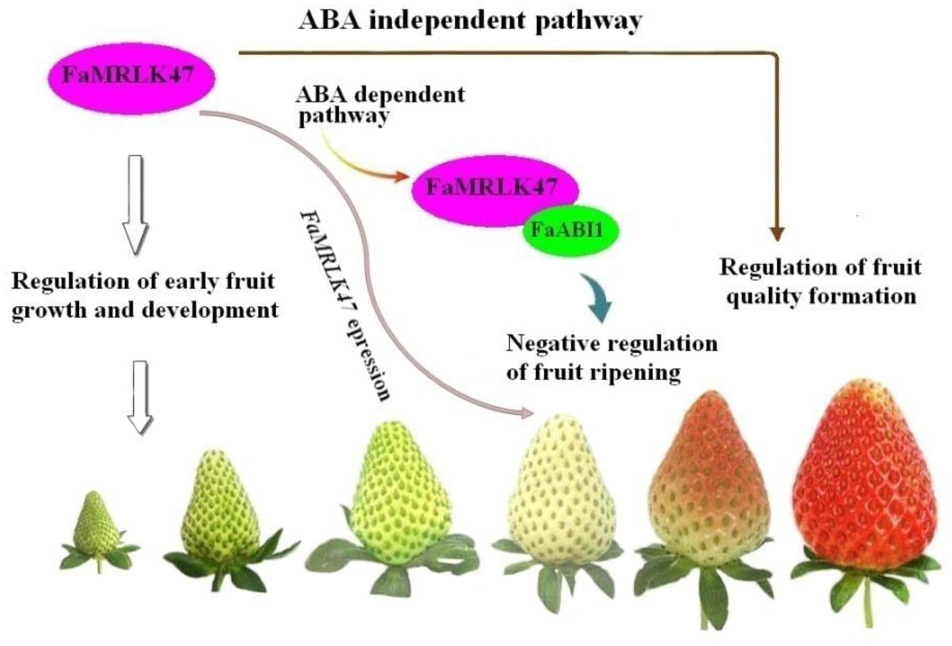 Fruit ripening and senescence | Plant Physiology Class Notes