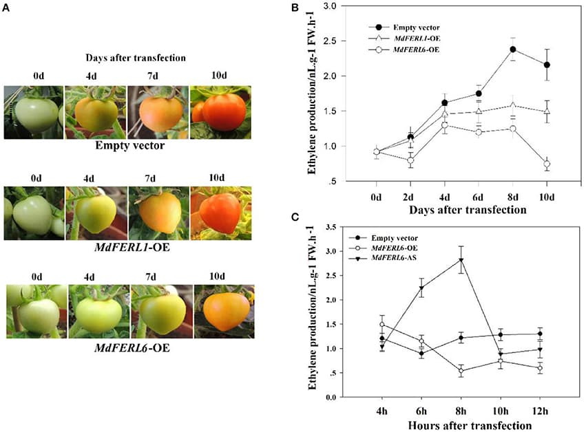 Fruit ripening and senescence | Plant Physiology Class... | Fiveable
