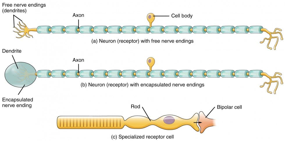 Mechanoreception Pathway Mechanoreception and touch | Animal Behavior Class Notes