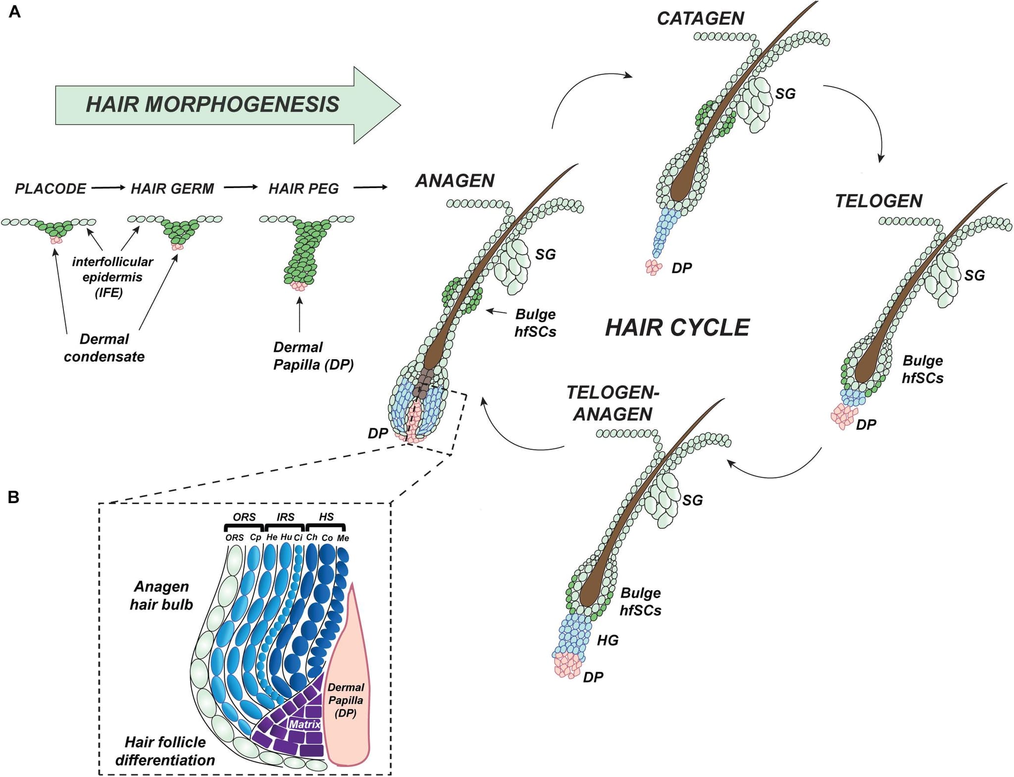 Mechanoreception Pathway Mechanoreception and touch | Animal Behavior Class Notes
