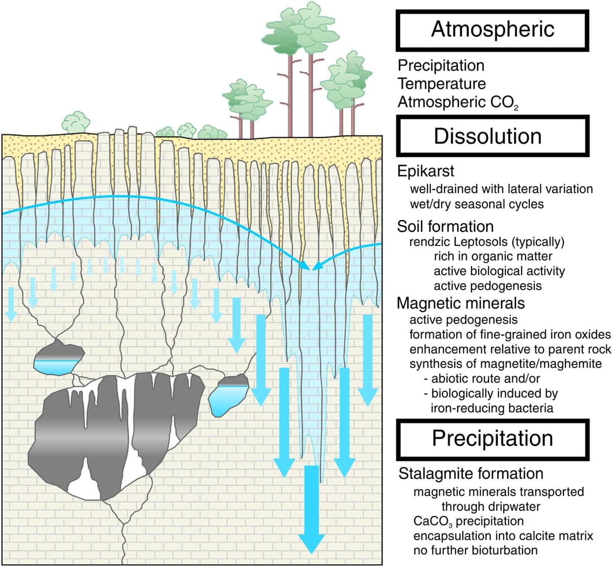 Climate Proxy Ice cores, tree rings, and other paleoclimate proxies |... | Fiveable