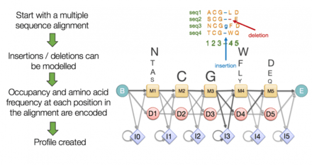 Pairwise sequence alignment | Bioinformatics Class Notes |... | Fiveable